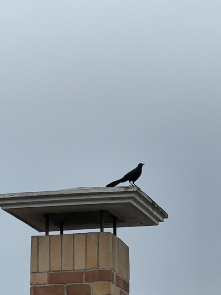 Great-tailed Grackle - ML335445521