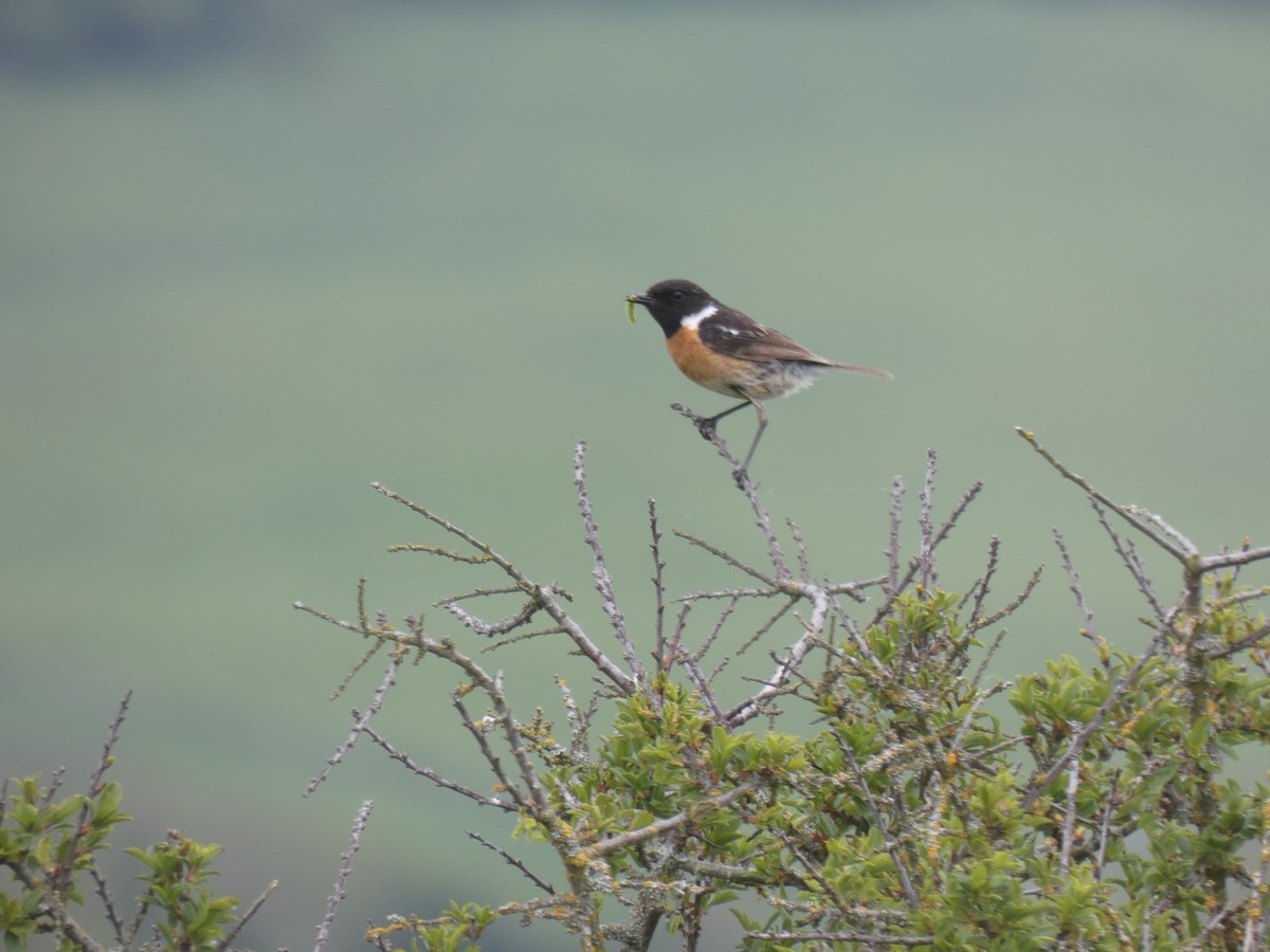European Stonechat - ML335447841