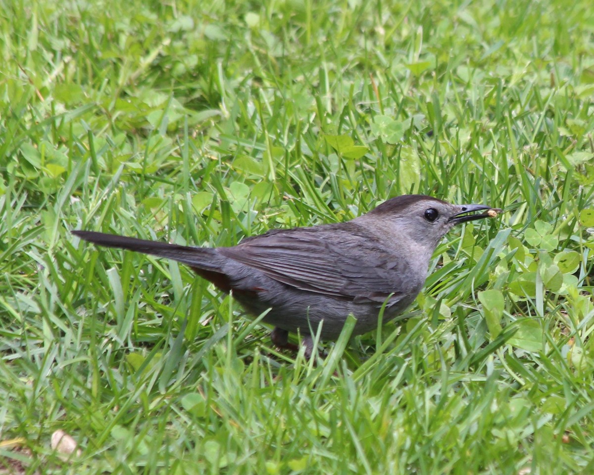 Gray Catbird - ML335449391