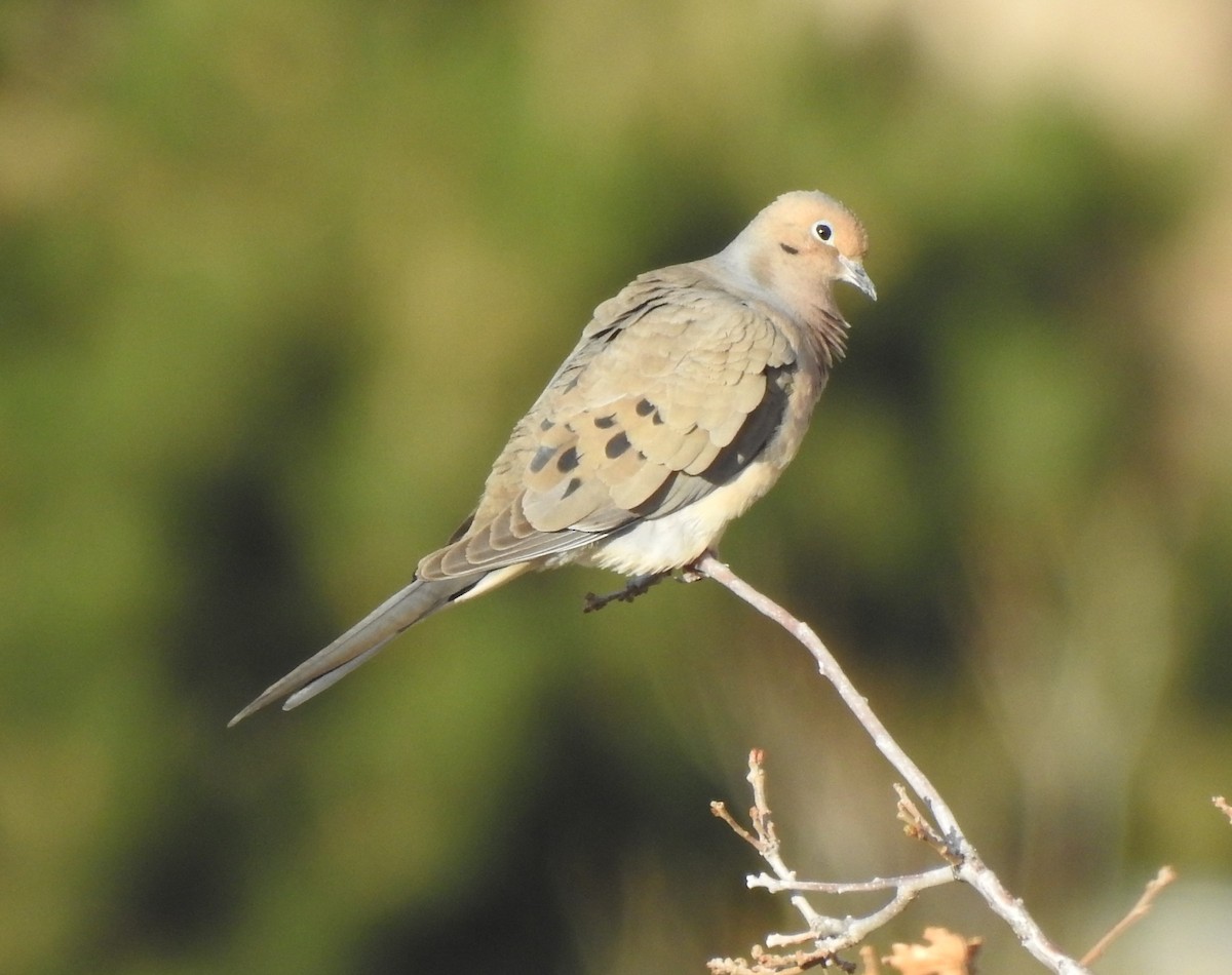 Mourning Dove - ML335449701