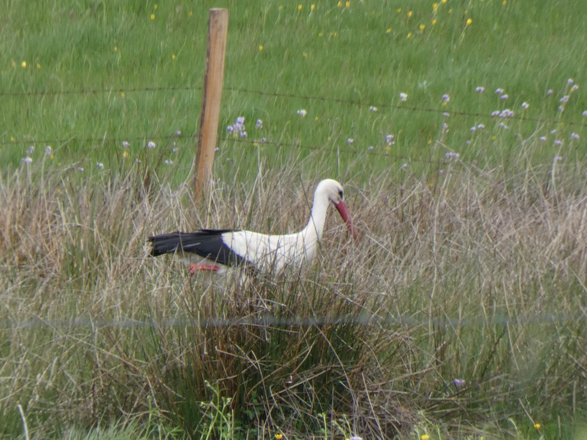 White Stork - ML335450741