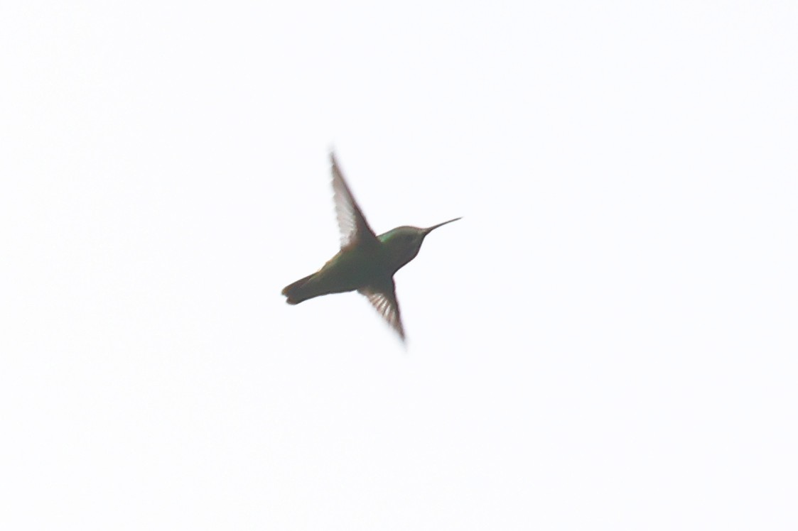 Calliope Hummingbird - ML335452111