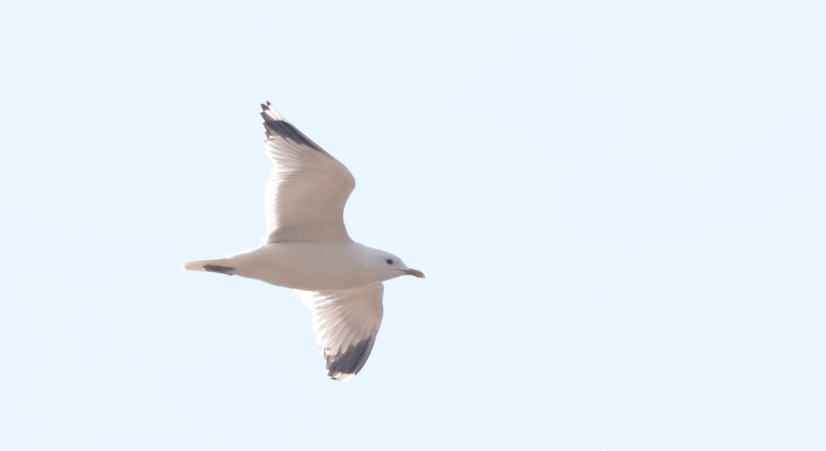 Common Gull - ML335452451