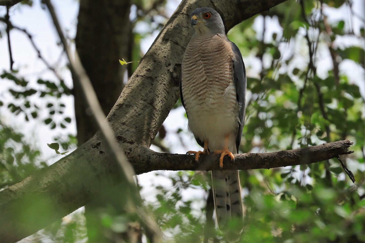 Shikra (African) - ML335452771