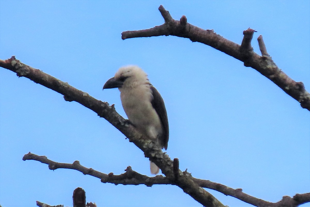 White-headed Barbet (Brown-and-white) - ML335453341