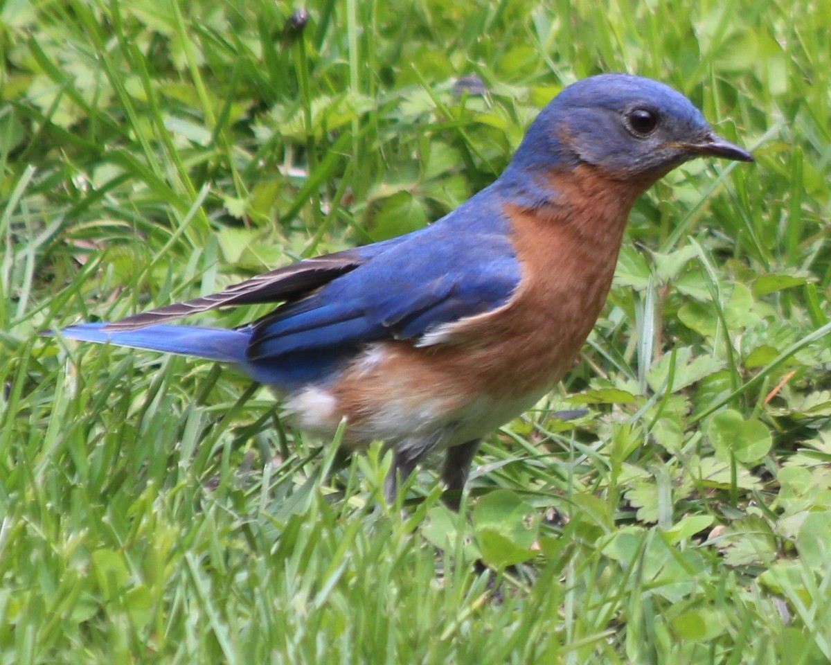 Eastern Bluebird - ML335454361