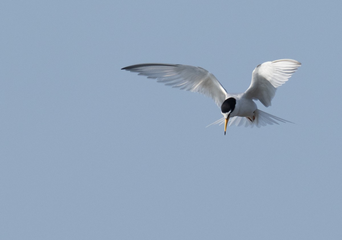 Little Tern - Simon Colenutt