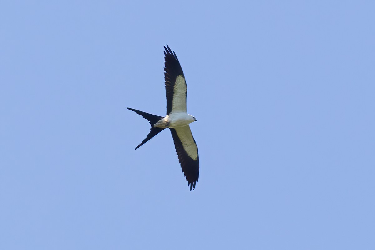 Swallow-tailed Kite - ML335456801