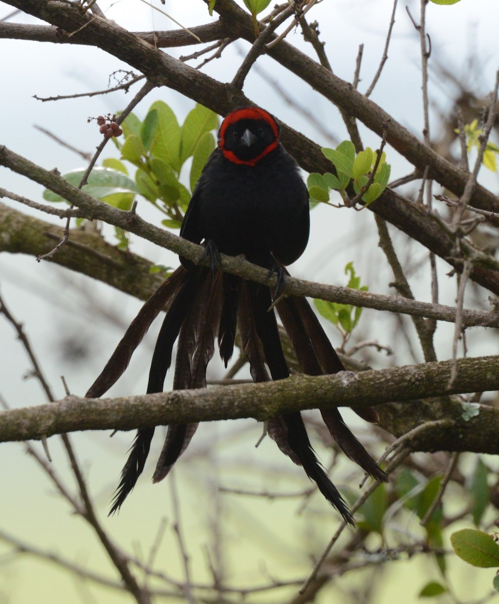 Red-cowled Widowbird - Bertina K