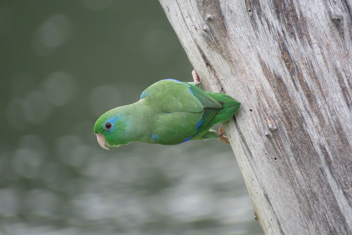 Spectacled Parrotlet - Juan Pablo Arboleda