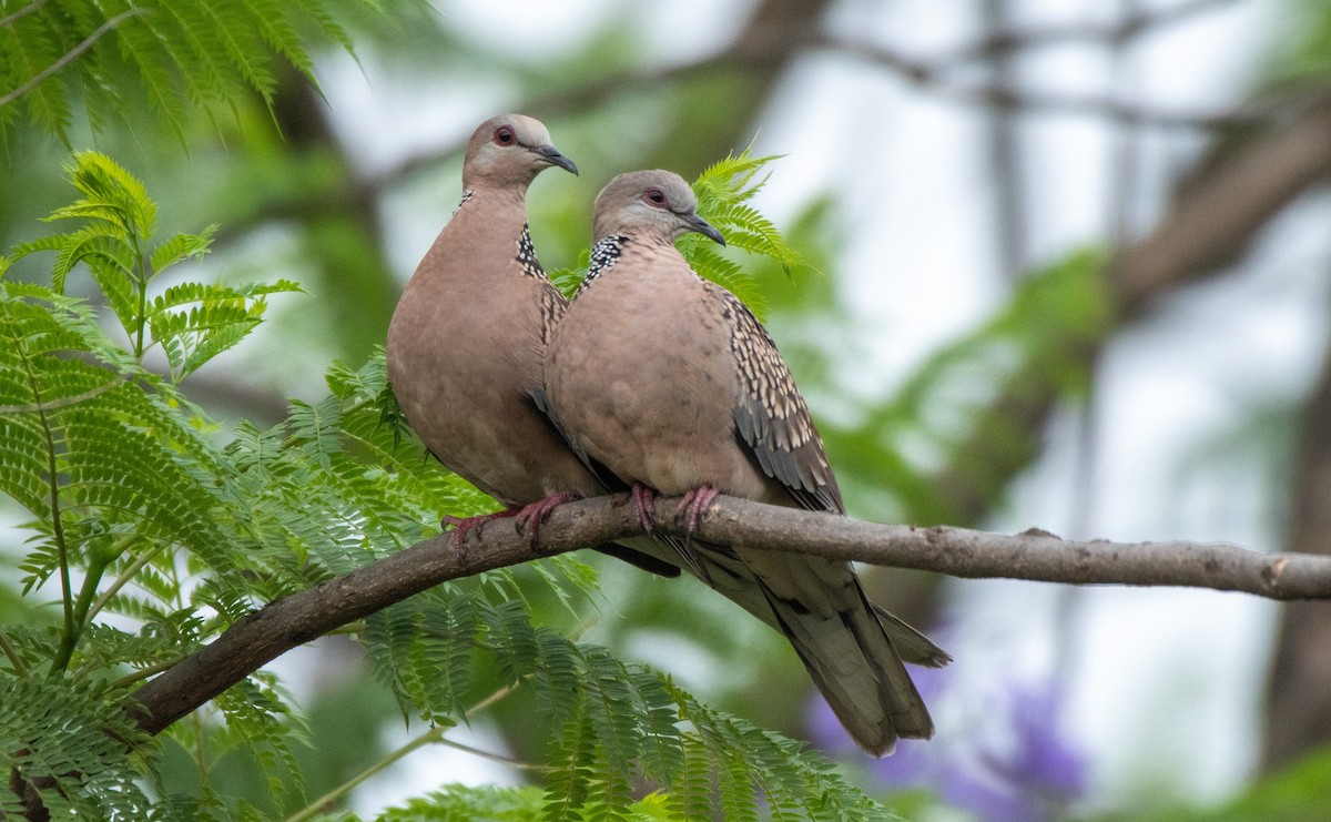 Spotted Dove - ML335458611
