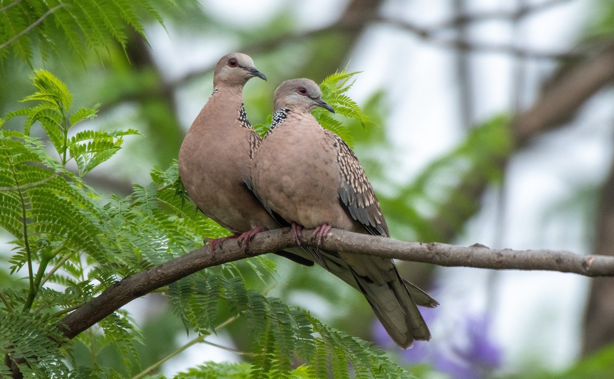 珠頸斑鳩 - ML335458611