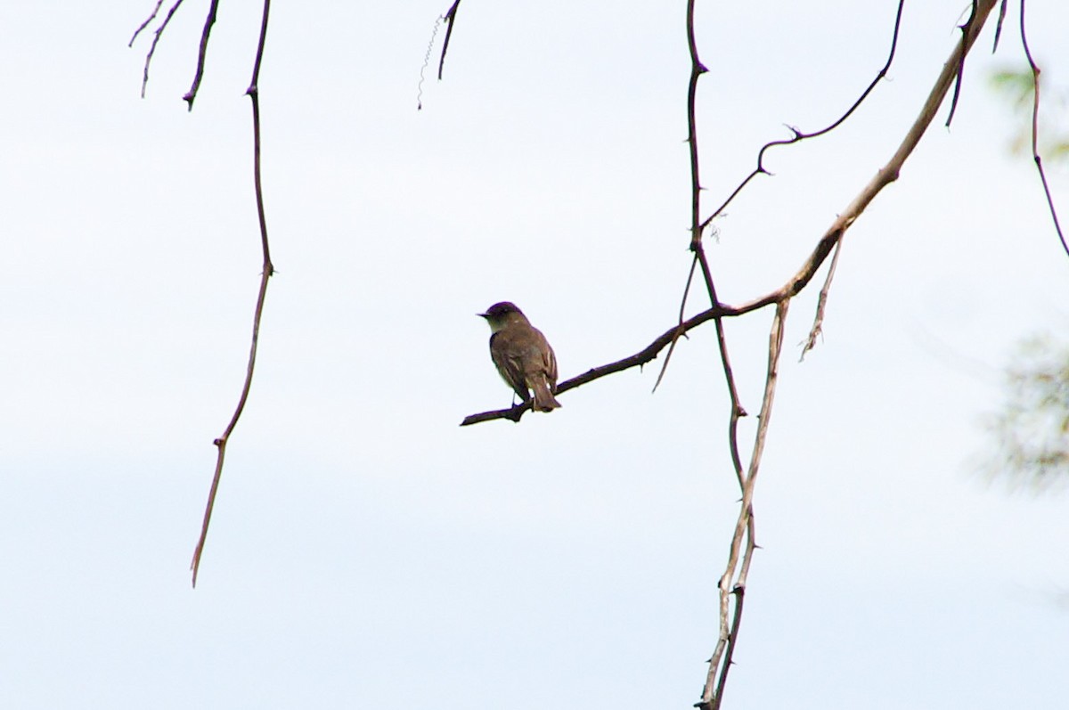 Eastern Phoebe - ML335458671