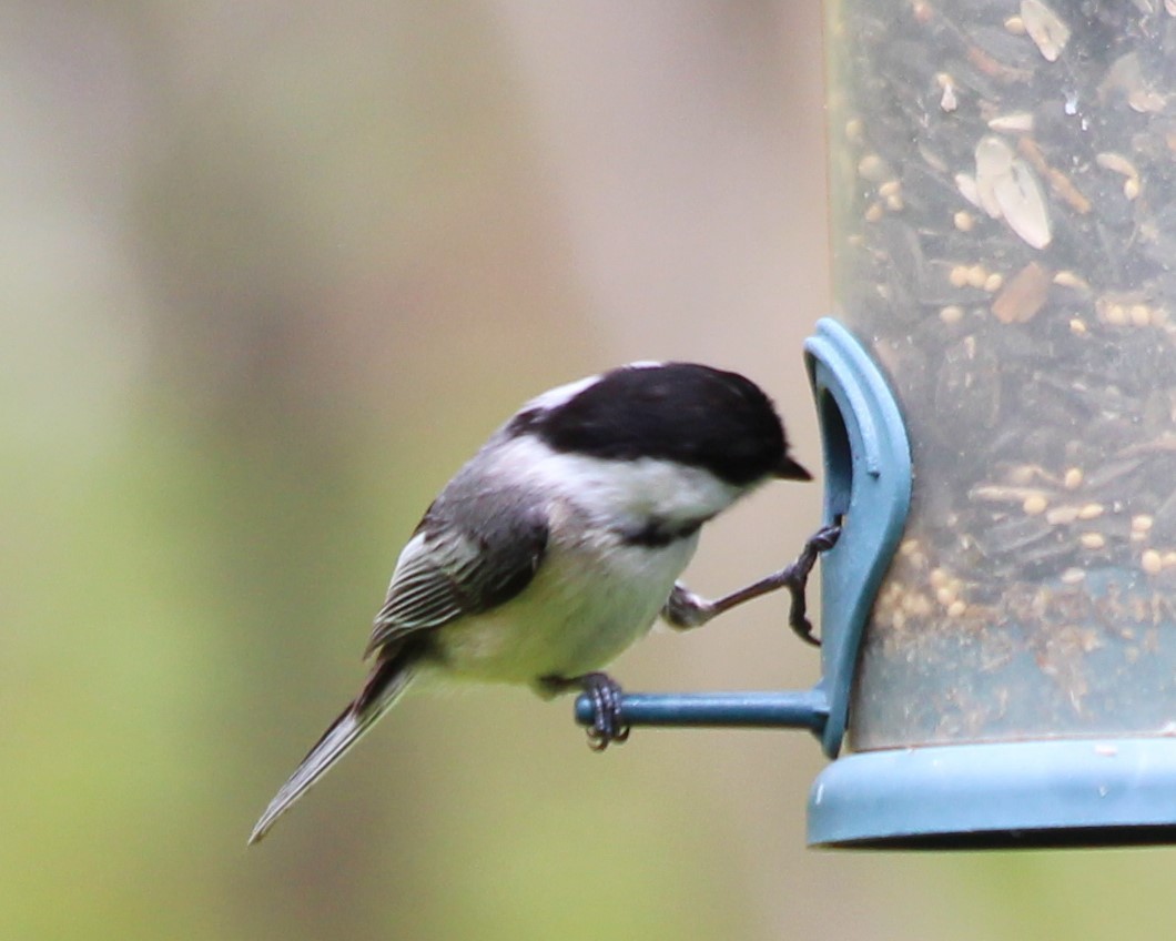 Black-capped Chickadee - ML335458741