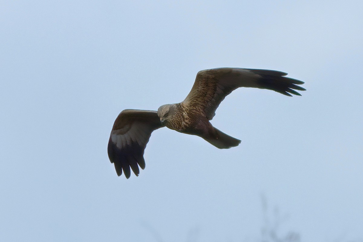 Western Marsh Harrier - ML335458841