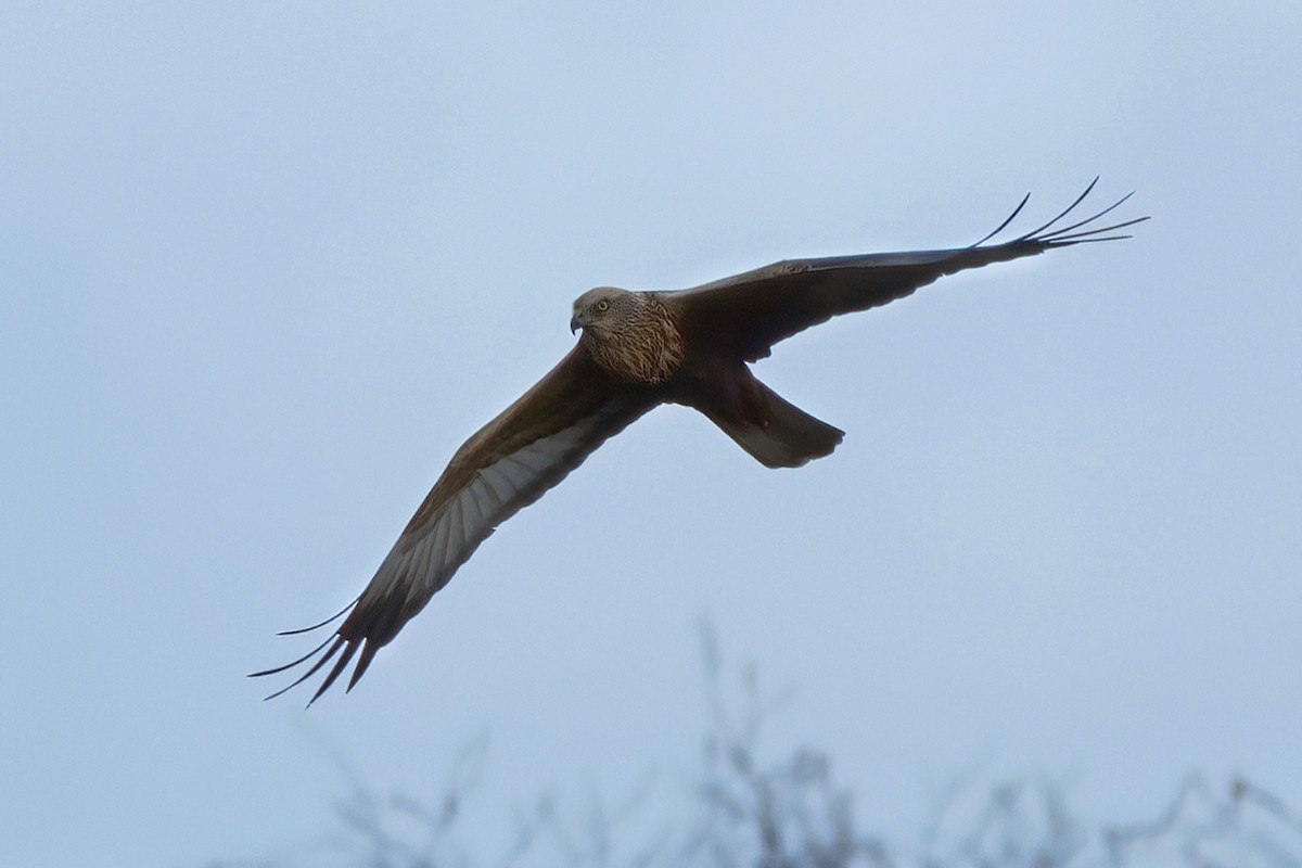 Western Marsh Harrier - ML335458851