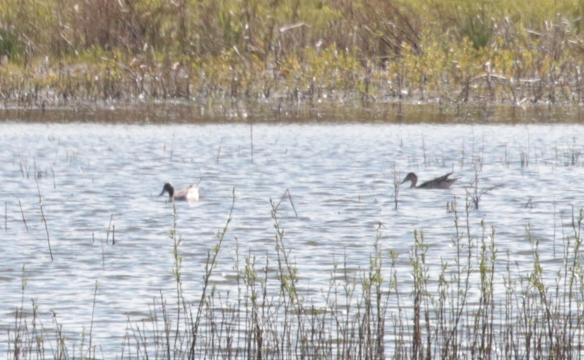 Northern Pintail - ML335459011