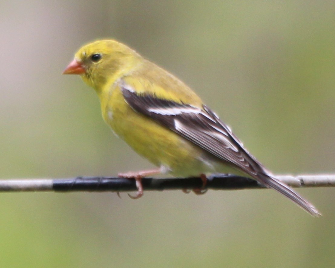 American Goldfinch - ML335459701