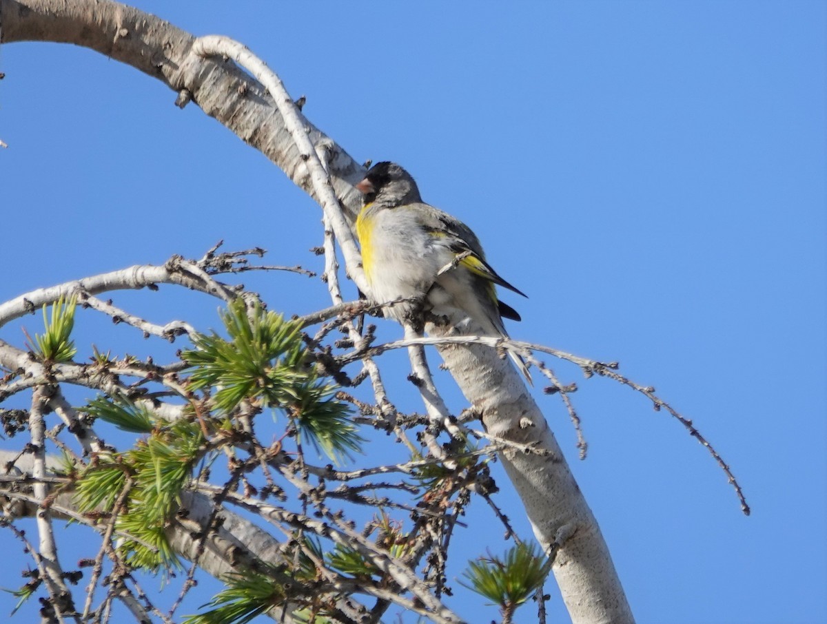 Lawrence's Goldfinch - ML335460221