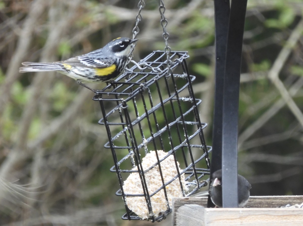 Yellow-rumped Warbler - ML335460351