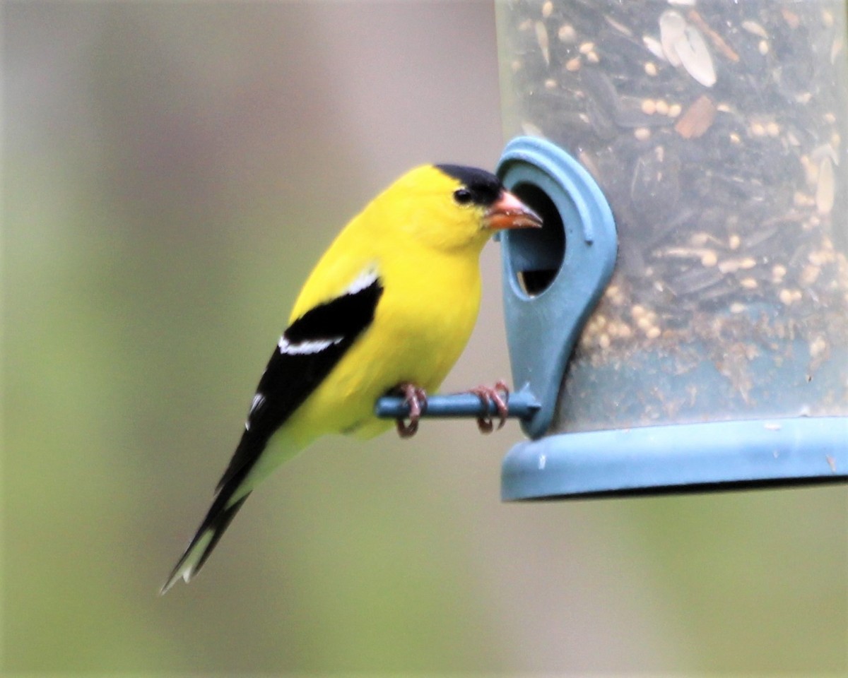 American Goldfinch - ML335462331