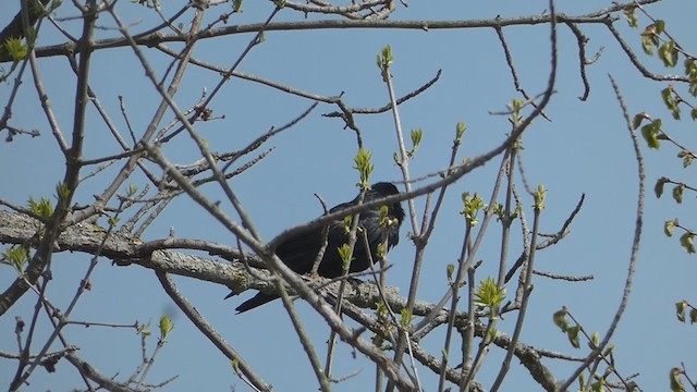 Fish Crow - ML335462751