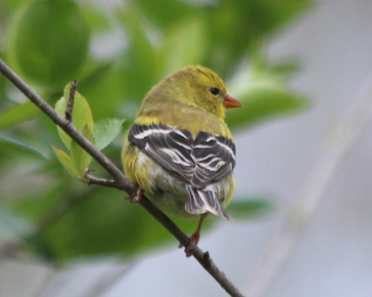 American Goldfinch - ML335462921