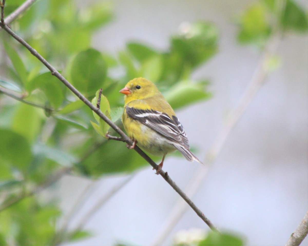 American Goldfinch - ML335463421