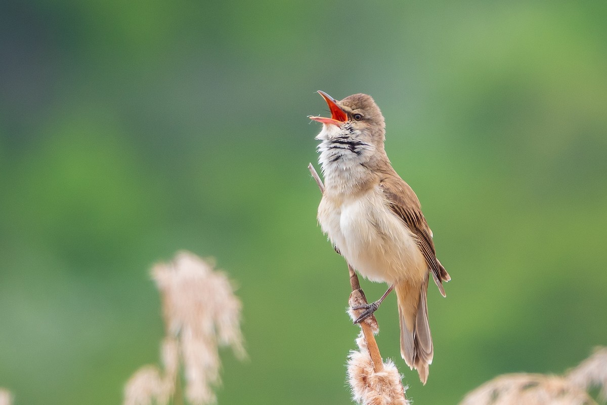 Great Reed Warbler - ML335465821