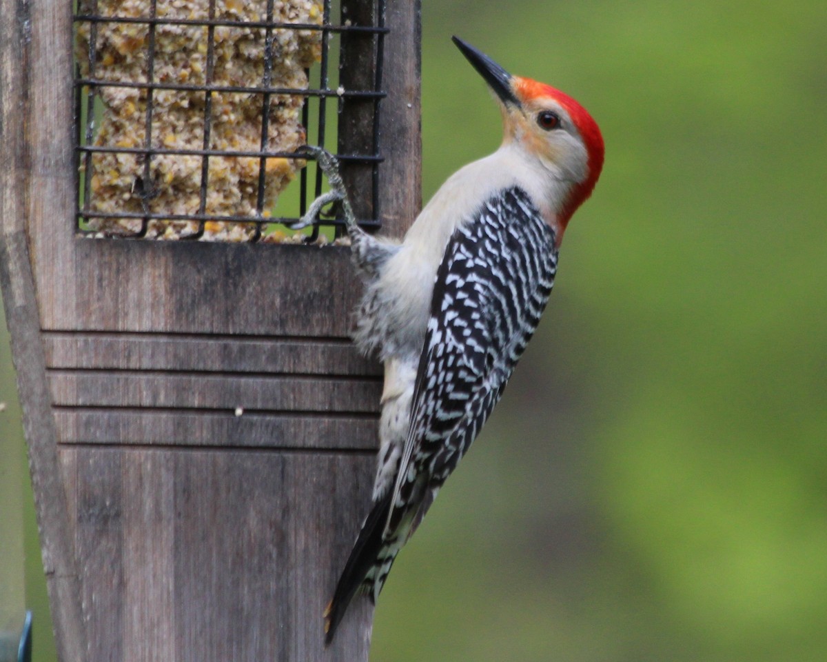 Red-bellied Woodpecker - ML335466341