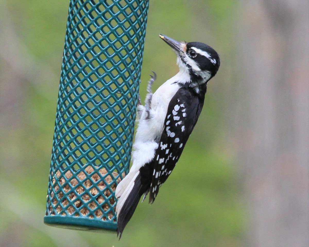 Hairy Woodpecker - ML335466941