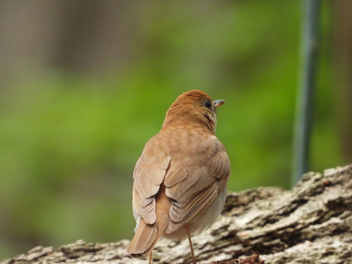 Veery - ML335467451