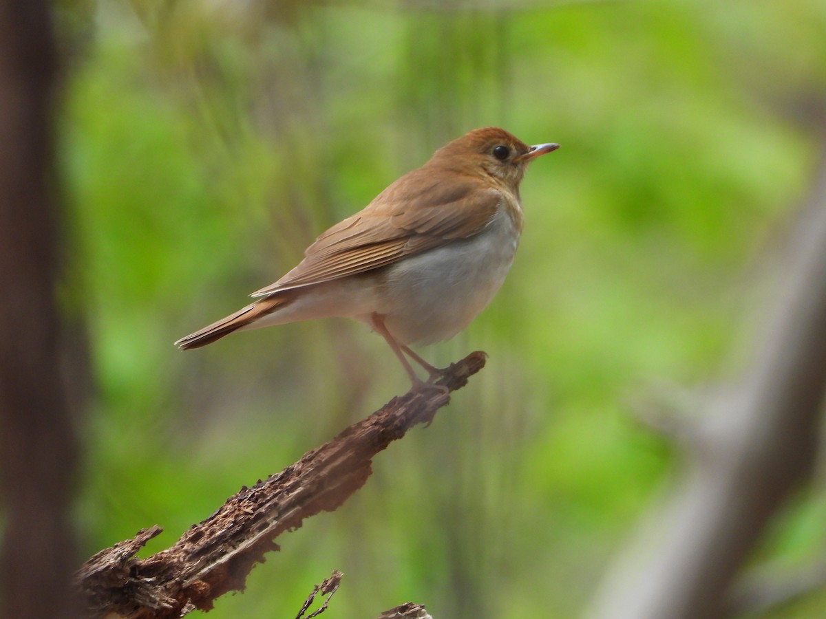 Veery - ML335467861