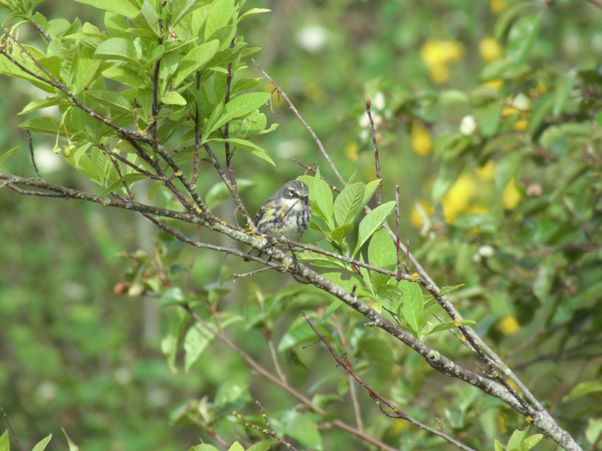Yellow-rumped Warbler (Myrtle) - ML335467941