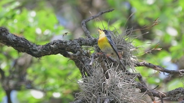 Northern x Tropical Parula (hybrid) - ML335469321