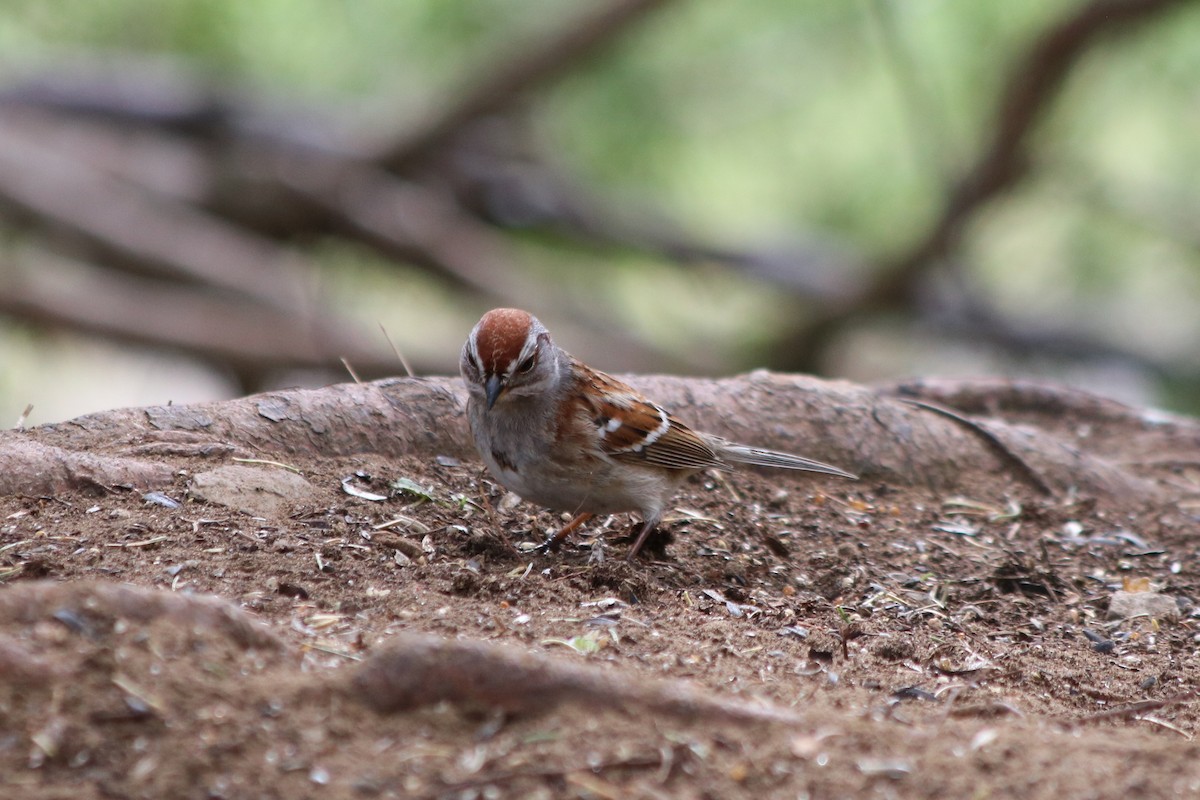 American Tree Sparrow - ML335469511