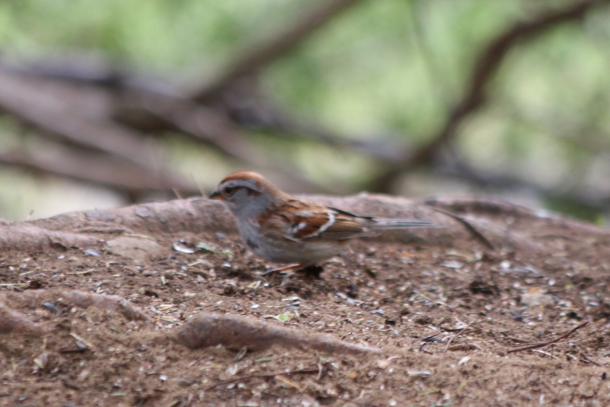 American Tree Sparrow - ML335469561