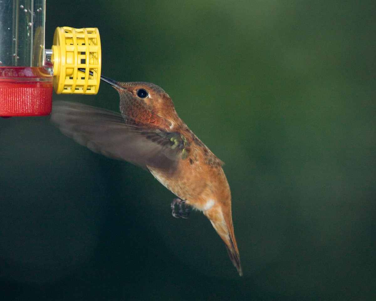 Rufous Hummingbird - Roy Stout