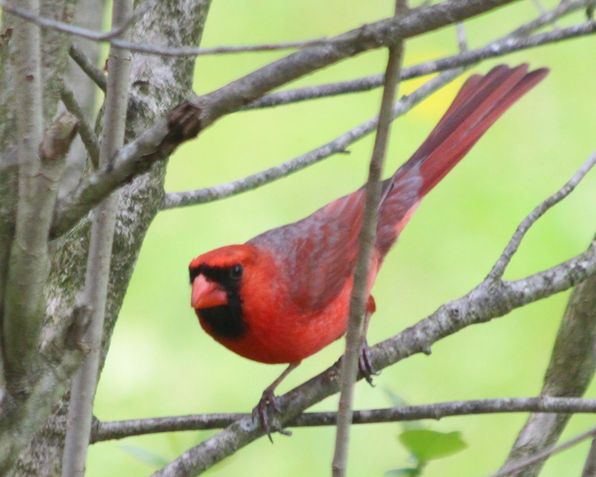 Northern Cardinal - ML335470471