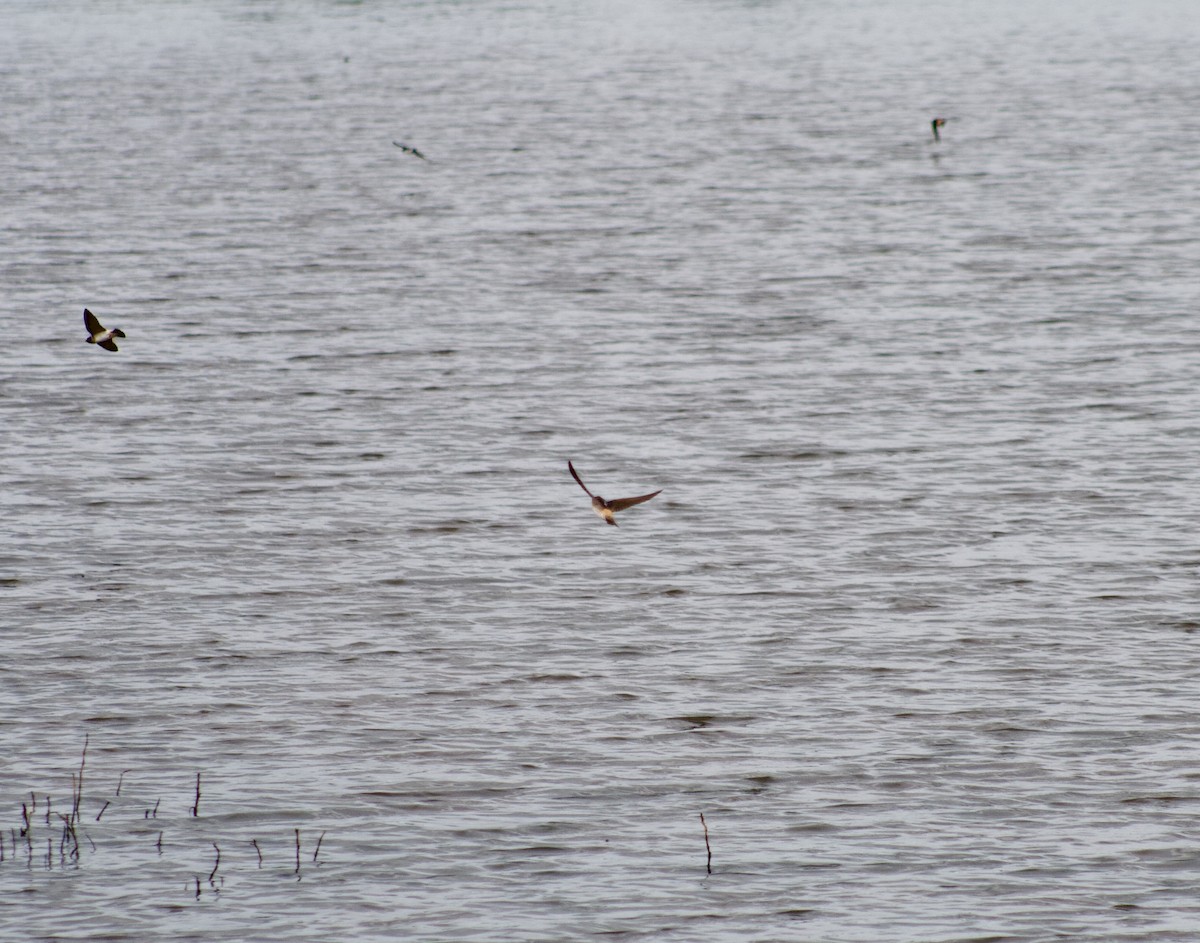 Cliff Swallow - ML335470701