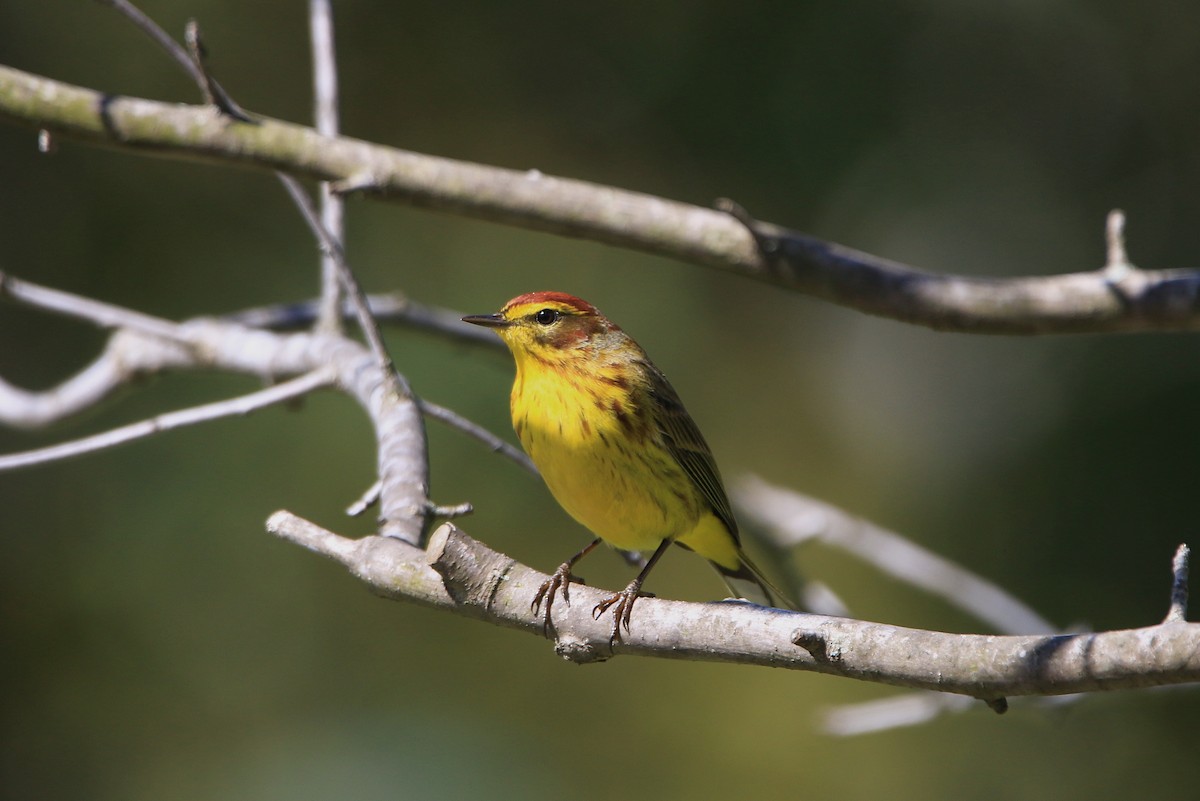 Palm Warbler - ML335479991
