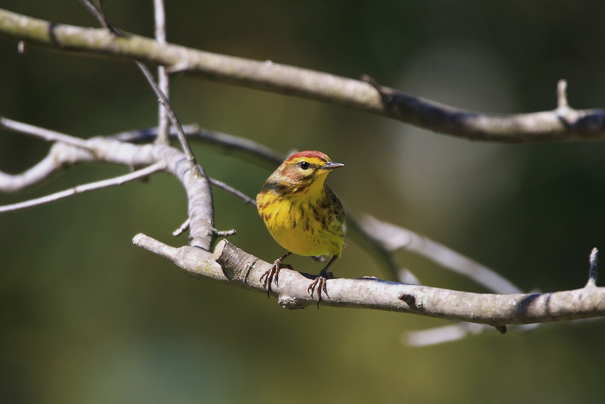 Palm Warbler - ML335480271