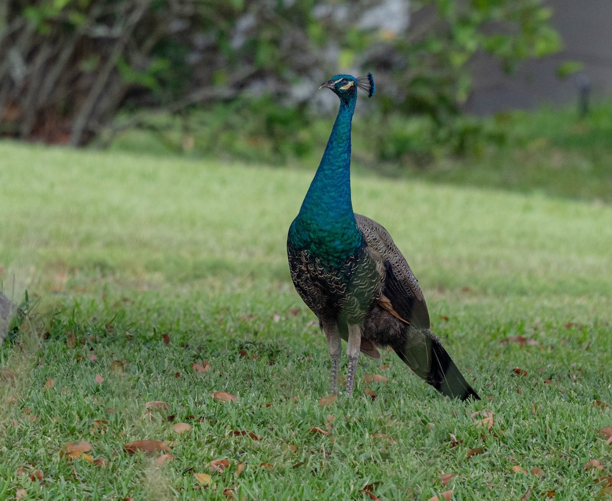 Indian Peafowl - ML335482381