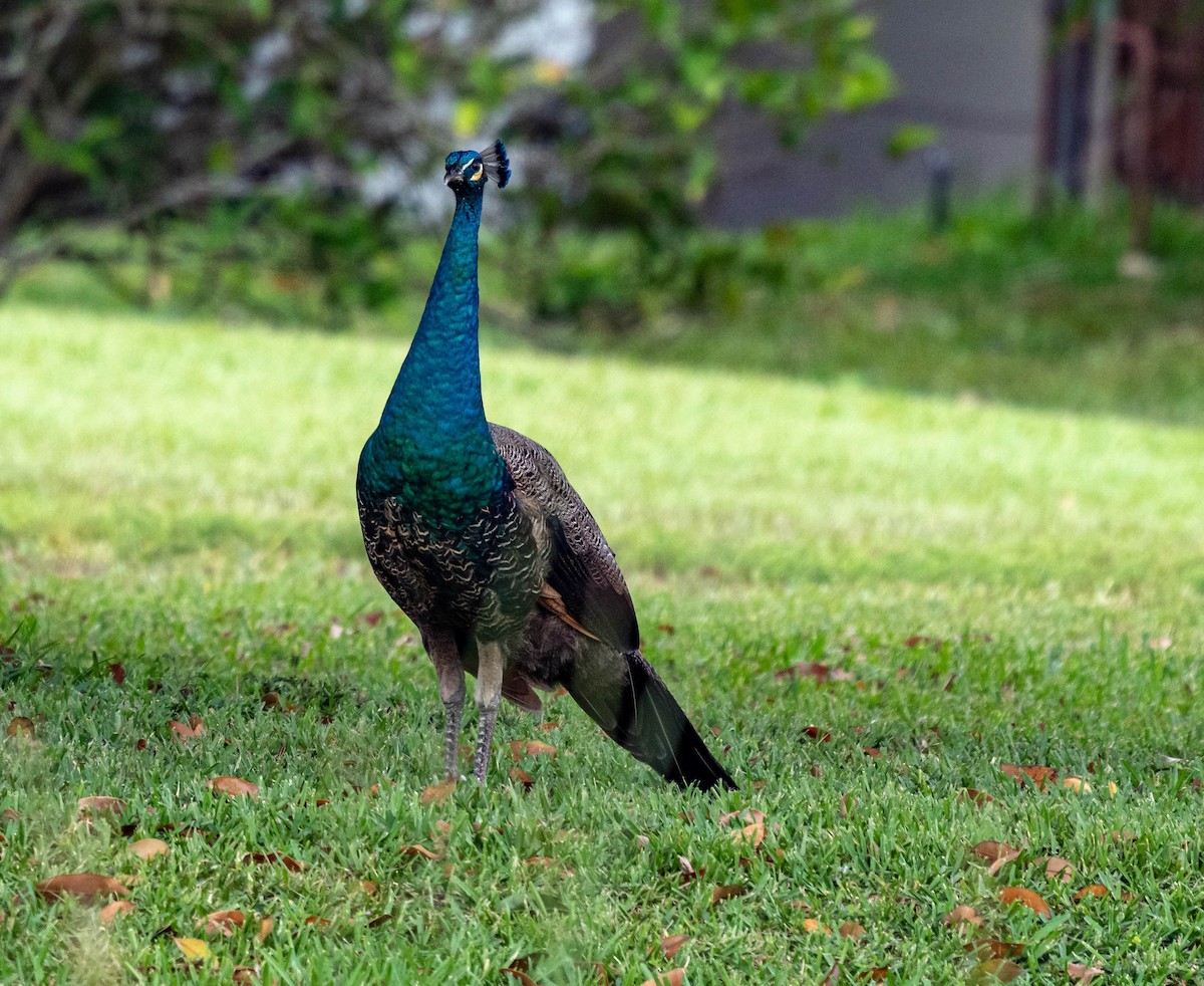 Indian Peafowl - ML335482411