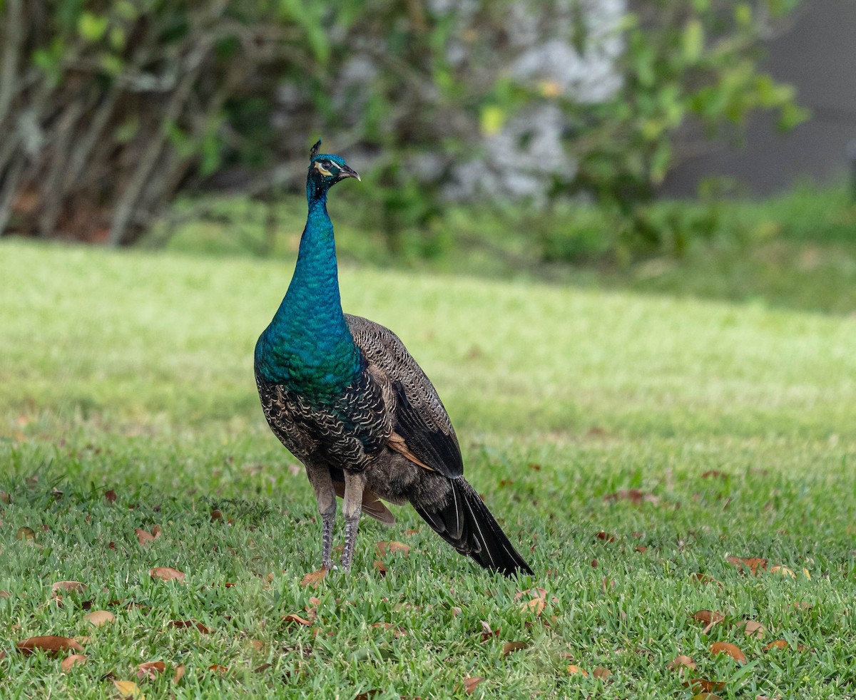 Indian Peafowl - ML335482451