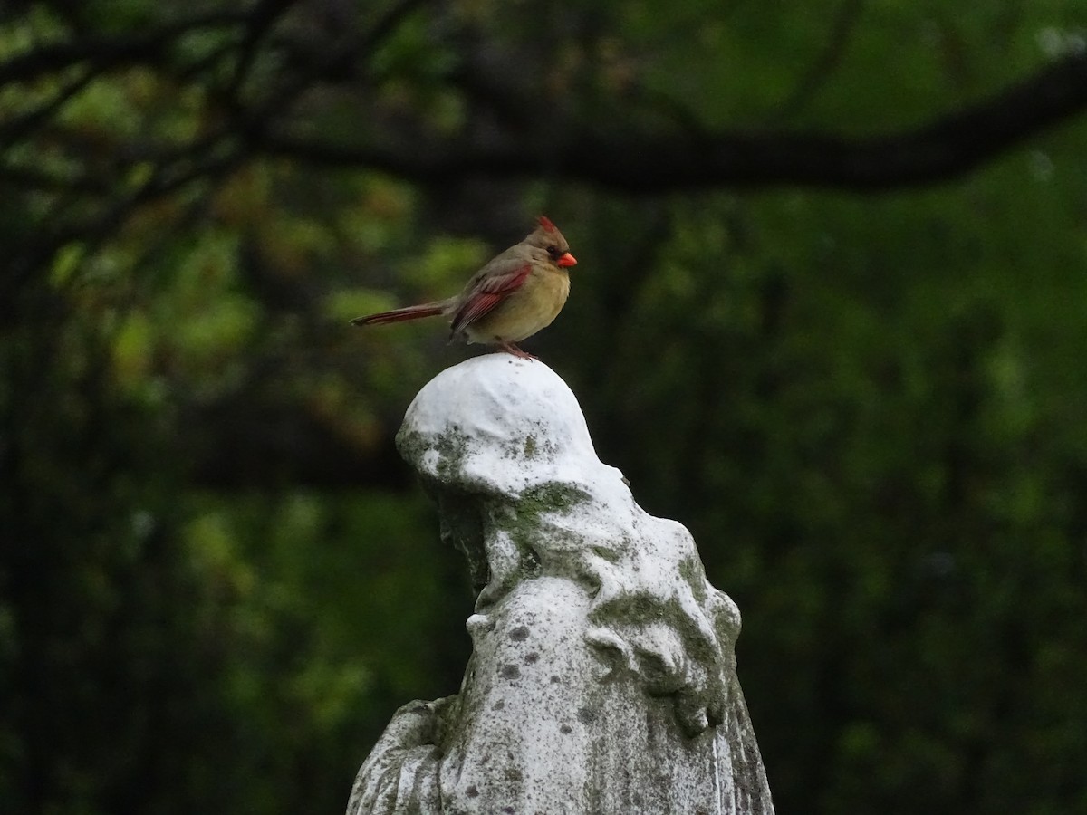 Northern Cardinal - ML335482551