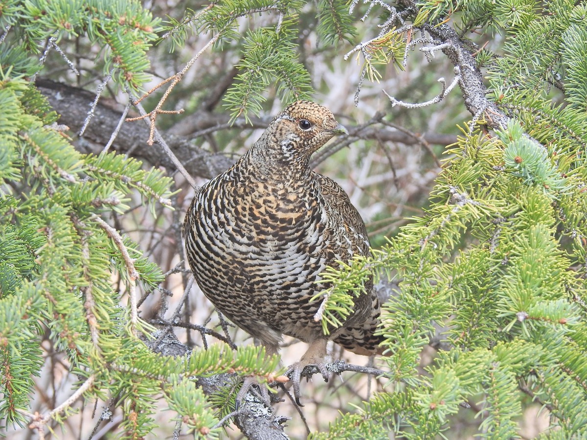 Spruce Grouse - ML335482681