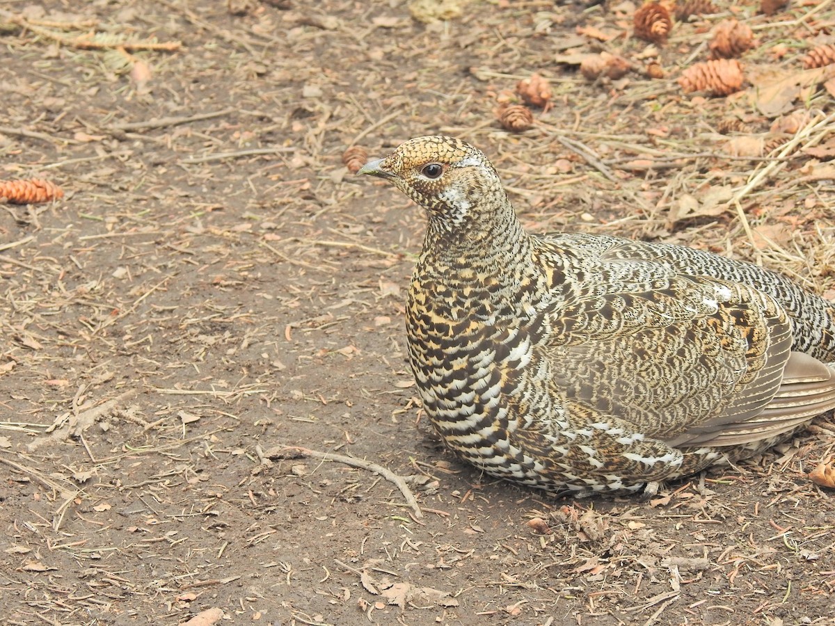 Spruce Grouse - ML335482711