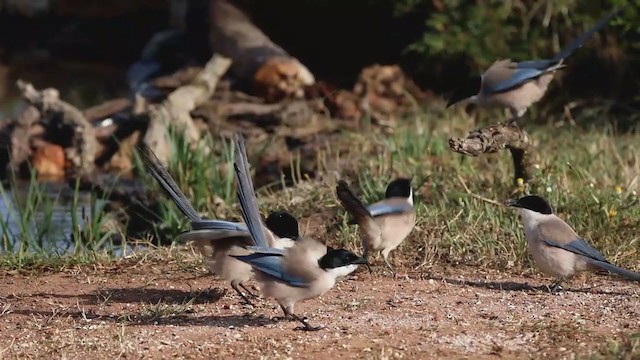 Iberian Magpie - ML335485351