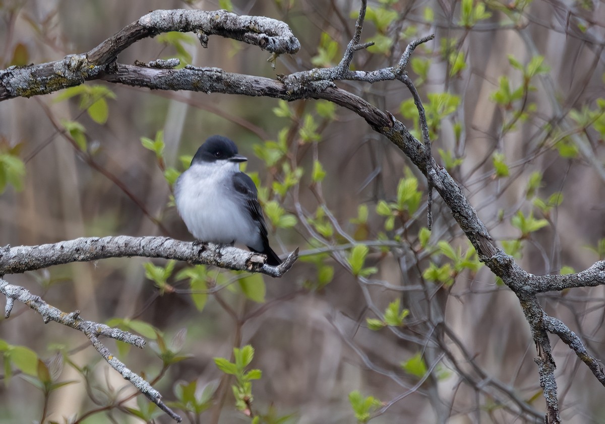 Eastern Kingbird - ML335487891